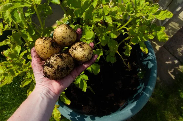 Growing Seed Potatoes in Bags and Containers